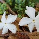 Jasminum grandiflorumÕis