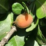 Garcinia livingstonei Fruit