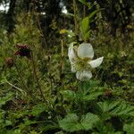 Rubus nepalensis Хабит