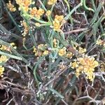 Ephedra foeminea Flower