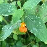 Impatiens capensisFolha