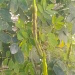 Senna bicapsularis Blatt