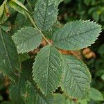 Rosa villosa Leaf