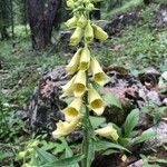 Digitalis grandiflora Fleur