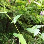 Prenanthes purpurea Leaf