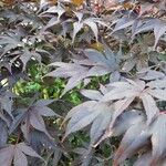 Acer palmatum 整株植物