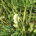 Spiranthes romanzoffiana Flower