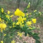 Cytisus scopariusFiore