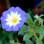 Convolvulus tricolor 葉