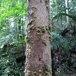 Richeria grandis Bark