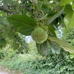 Diospyros virginiana Fruit