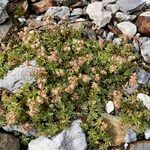 Potentilla nivalis Habit