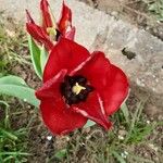 Tulipa raddii Çiçek