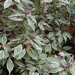 Cornus alba عادت داشتن