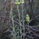 Sideritis fruticulosa Feuille