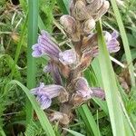 Phelipanche purpurea Blüte