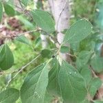 Ehretia amoena Hoja