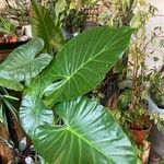 Colocasia esculentaFulla