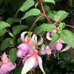 Fuchsia spp. ശീലം