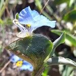 Commelina erecta Fleur