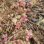 Gisekia pharnaceoides Blomma