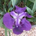 Iris pumila Цвят