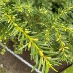 Taxus canadensis List