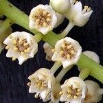 Terminalia rubricarpa Flower