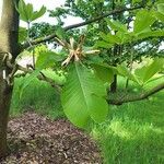 Magnolia officinalis Blad