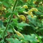 Salvia glutinosa Kukka