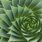 Aloe polyphylla Blad