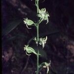 Platanthera orbiculata Floare
