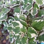 Coleus madagascariensis Leaf