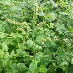 Mentha suaveolens Leaf