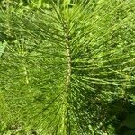 Equisetum telmateiaЛіст