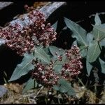 Asclepias cordifolia Habitat