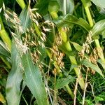 Avena sativa ശീലം