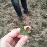 Potentilla incana ഇല