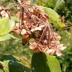 Dombeya erythroclada Fruit