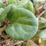 Pyrola chlorantha Leaf