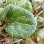 Pyrola chlorantha পাতা