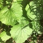 Alliaria petiolata Leaf