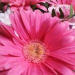 Gerbera jamesonii Flor