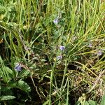 Scutellaria galericulata Агульны выгляд