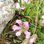 Saponaria pumila Flower