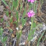 Silene scabriflora Leaf