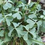 Oxalis incarnata Leaf