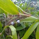 Coix lacryma-jobi Fruit