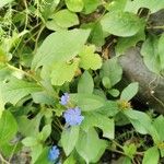 Ceratostigma plumbaginoidesLorea