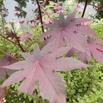 Ricinus communisLeaf